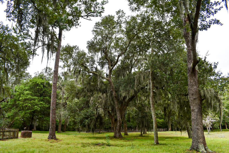 Brunswick Town/Fort Anderson Trees