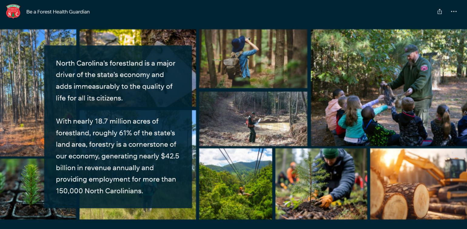 Collage of images from the Forest Health Guardian story map