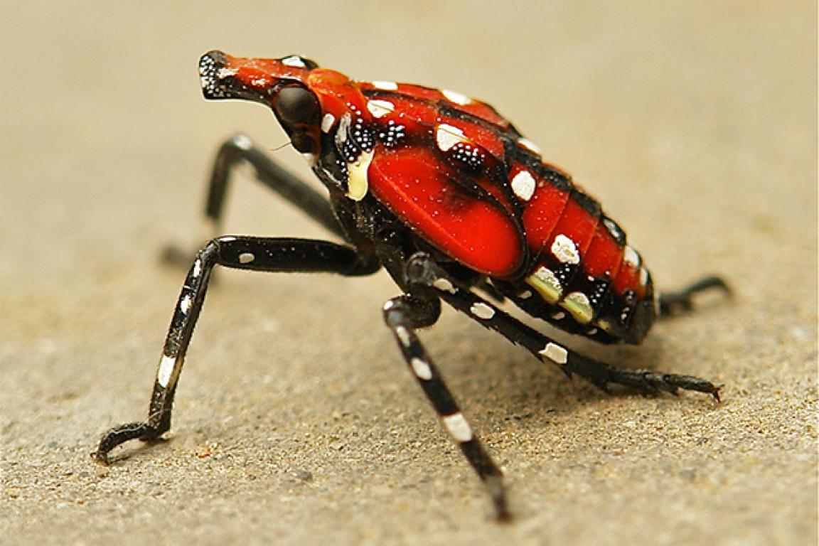 Late SLF Instar