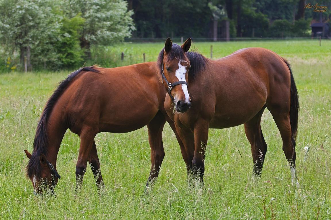 2 brown horses grazing in a field