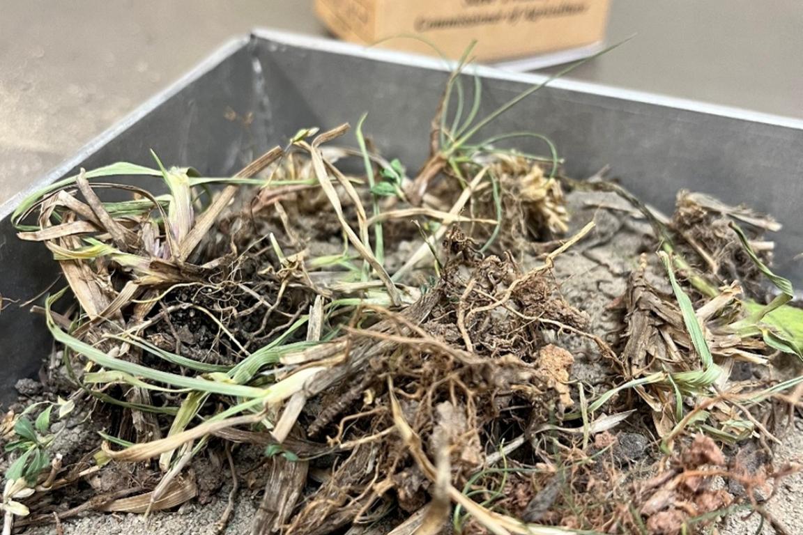 soil sample with excessive plant debris