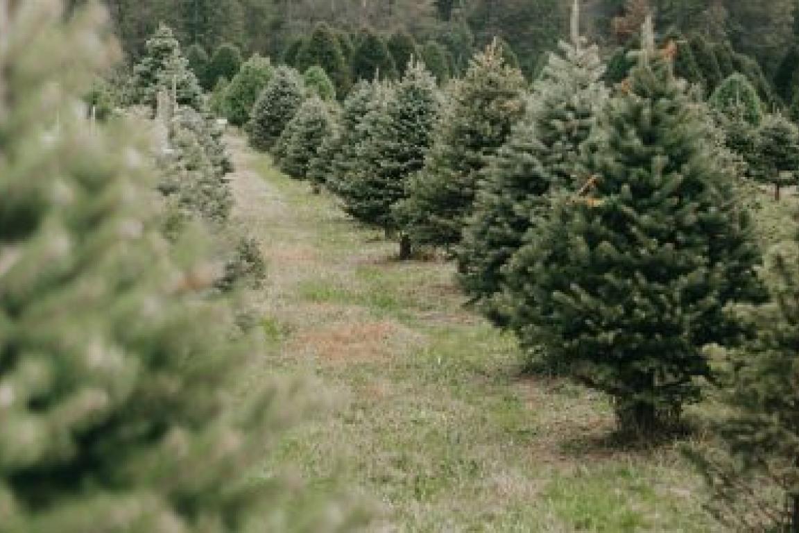Christmas Tree farm
