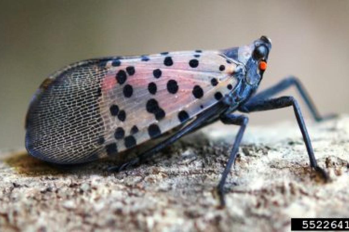 spotted lantern fly