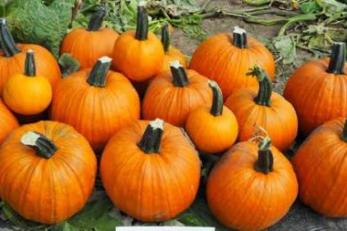 skidoo pumpkins