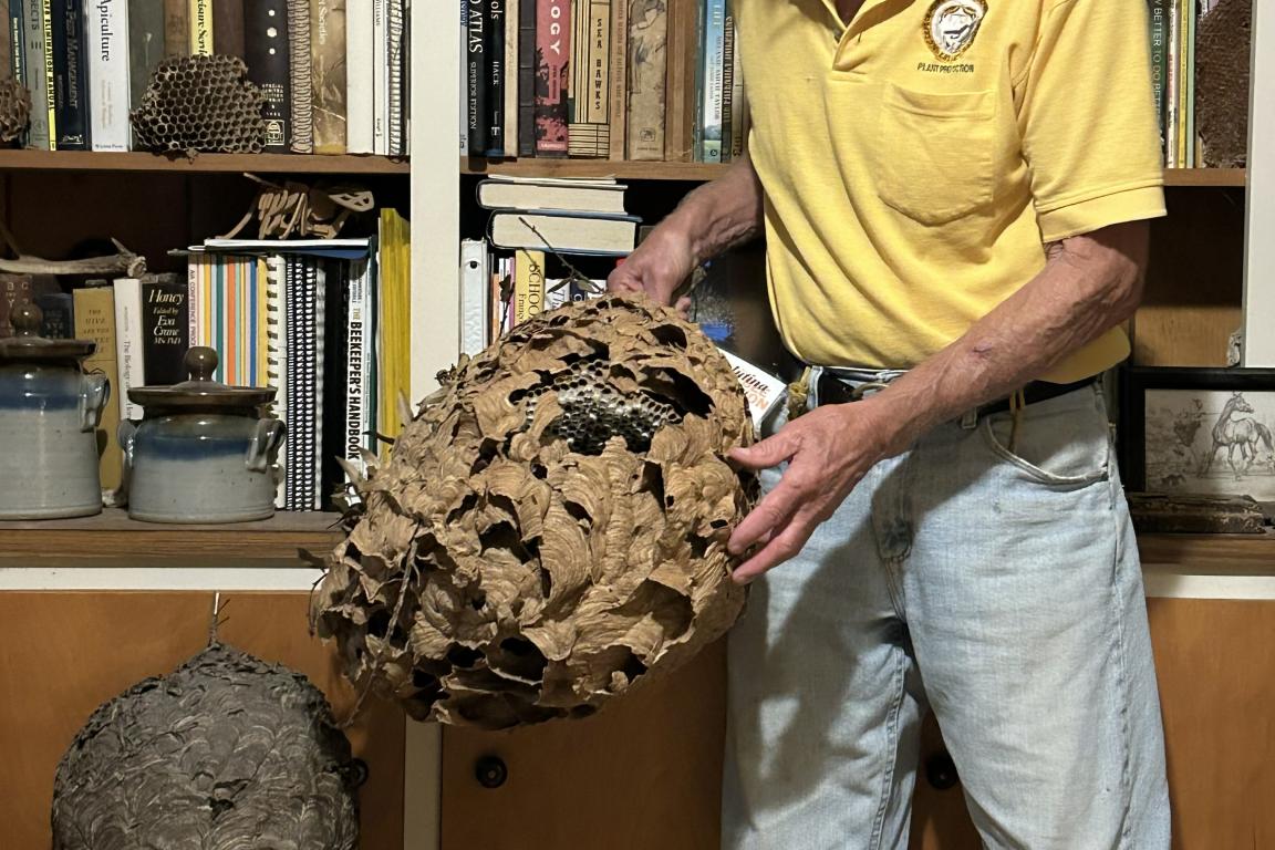 State Apiarist Don Hopkins holding a yellow legged hornet's nest beside a bald-faced hornet's nest in a chair.