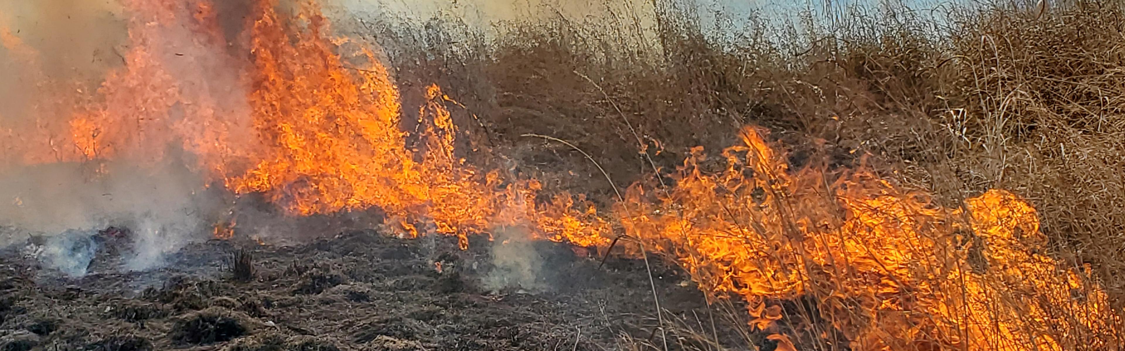 Prescribed burn in a grass field