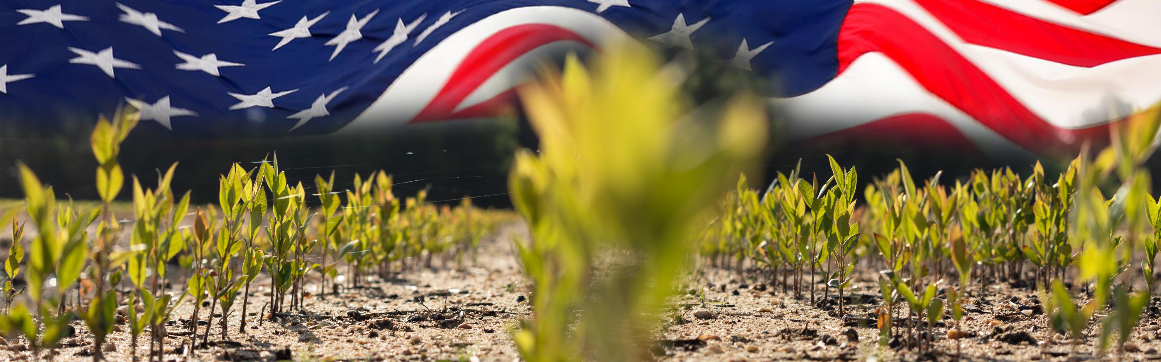American flag overlaying tree seedlings in the field