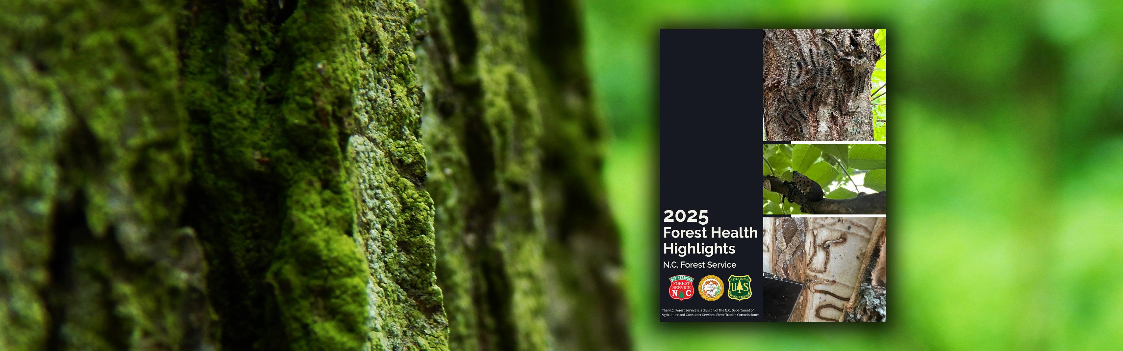 2025 Forest Health Highlights thumbnail overlaying a forest background