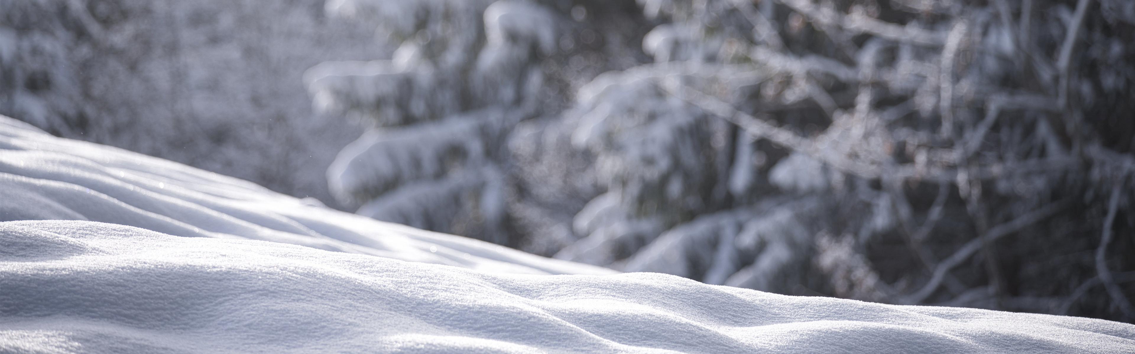 Snow covered ground with a forest in the background