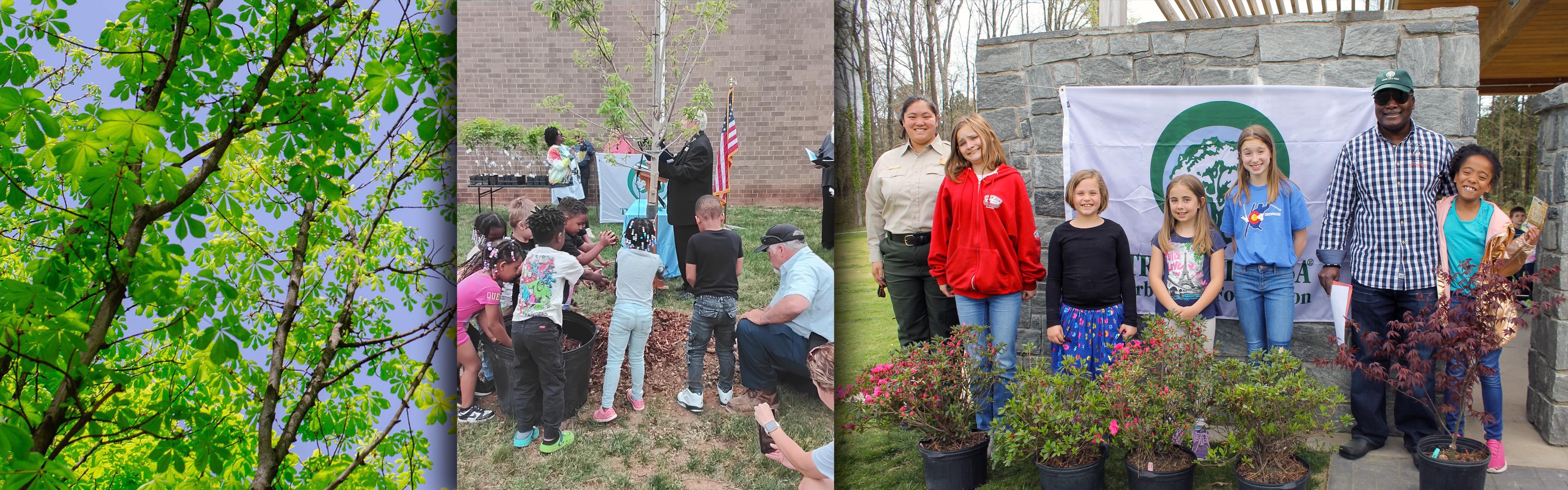 A tree canopy and two different Arbor Day celebrations in North Carolina