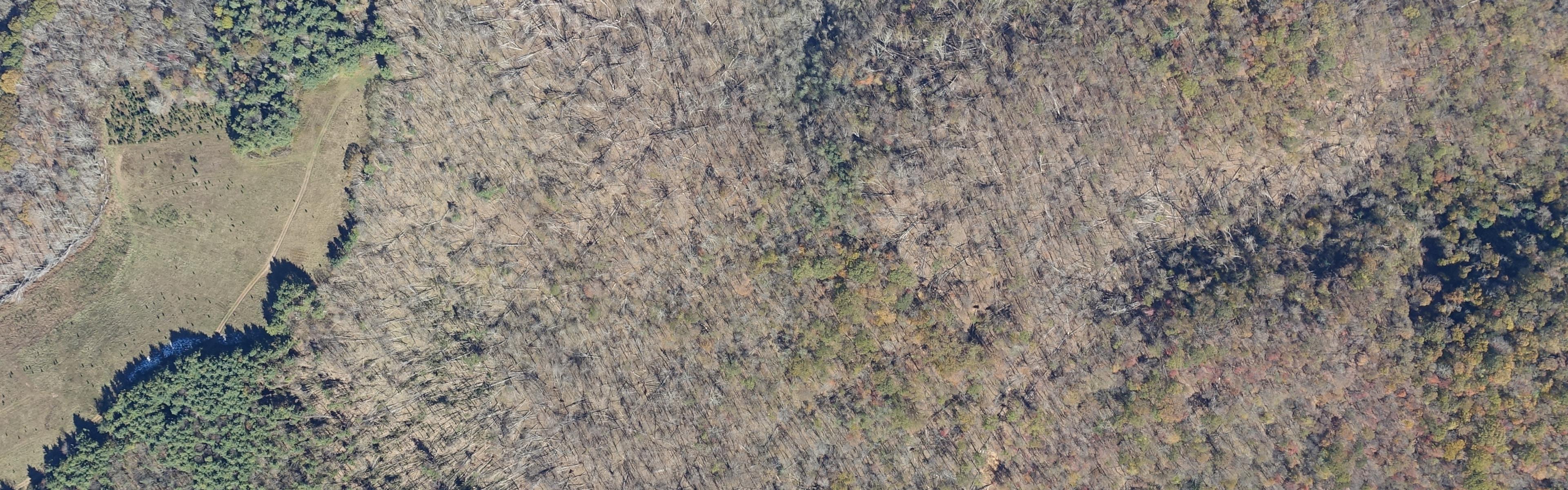 Aerial perspective of timber damage in Avery County due to Hurricane Helene