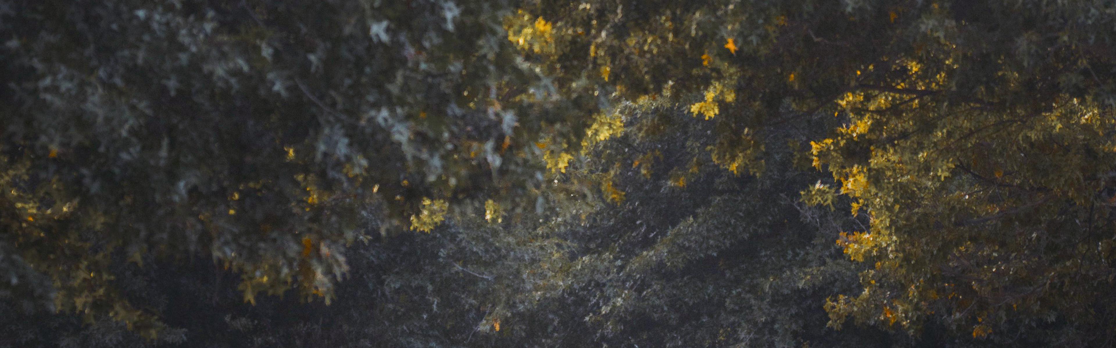 Crowns of trees with full leaf-out