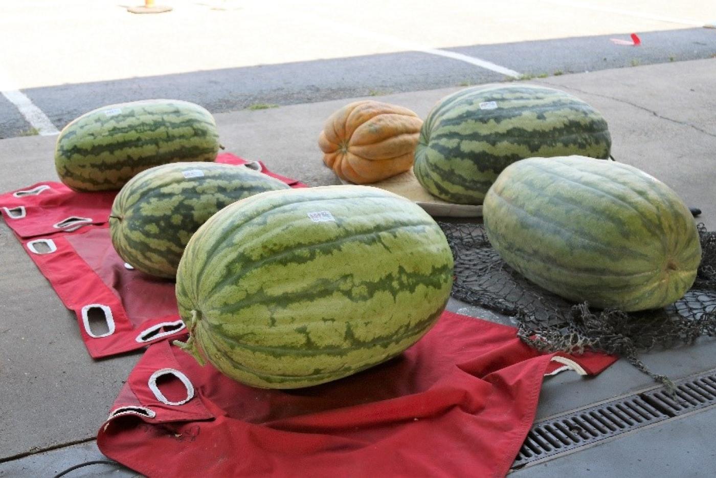 Watermelons waiting to be weighed for the annual contest.