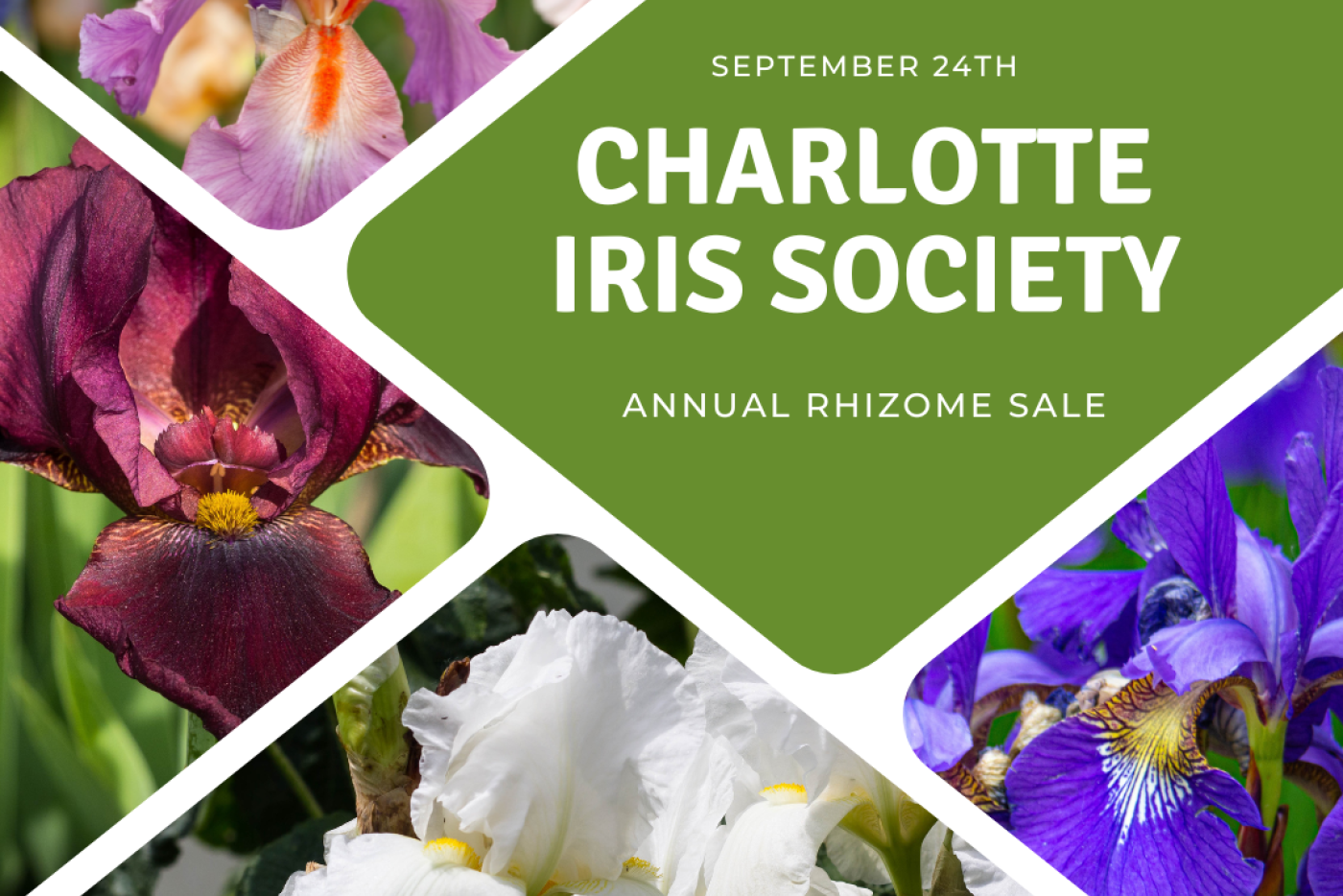 Charlotte Iris Society Annual Rhizome Sale Saturday, September 27th