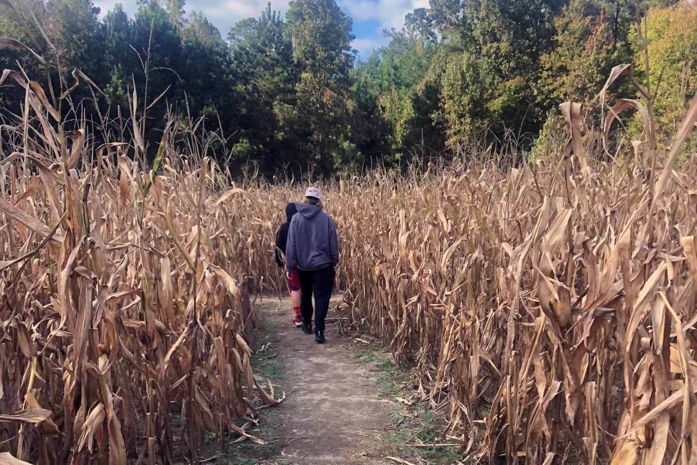 Kids explore a corn maze in Wake County.