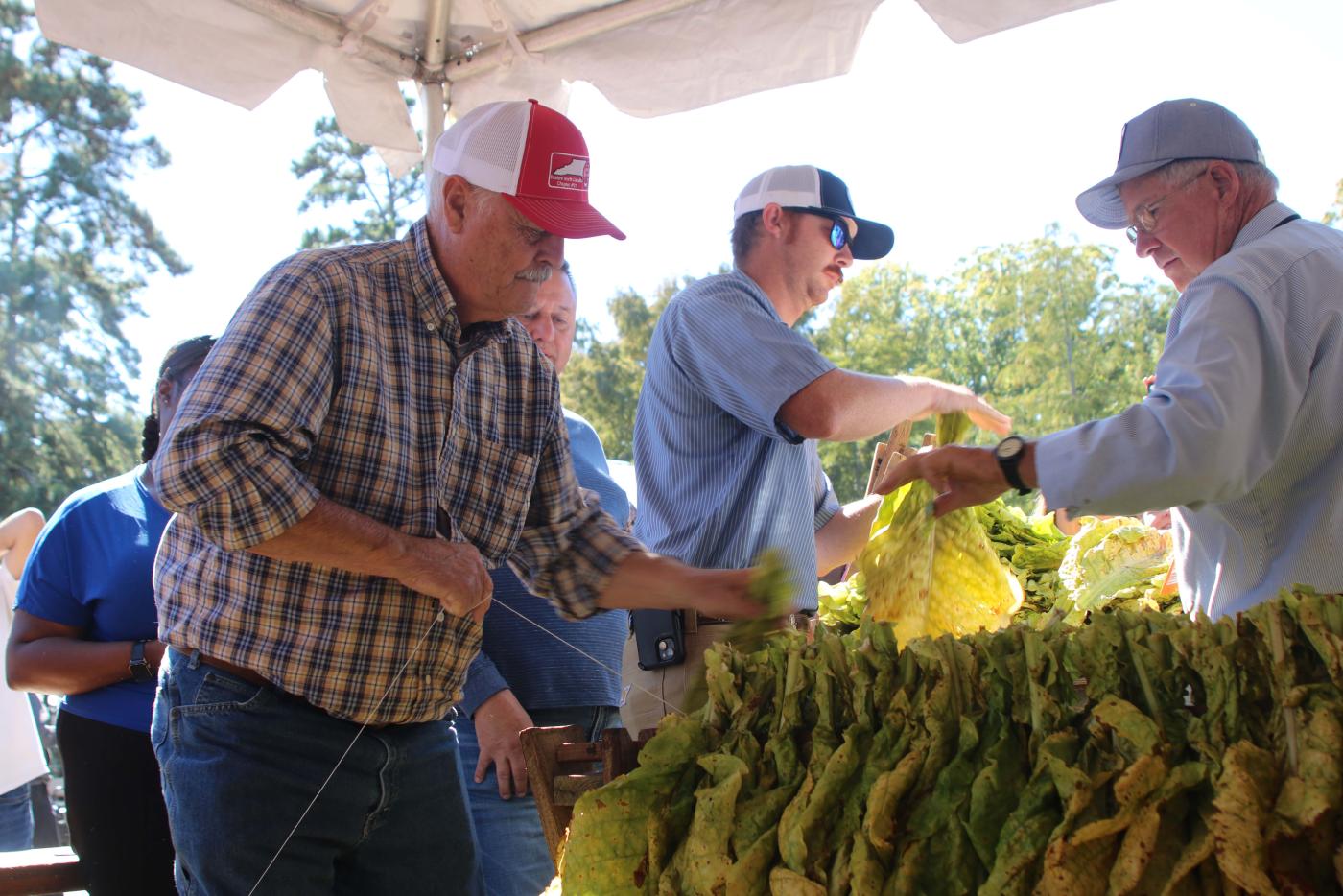 A team of three men loop a stick of tobacco in the annual tobacco looping contest.