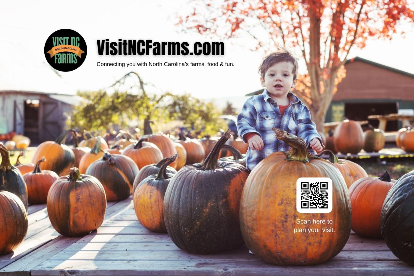 kid standing with pumpkins