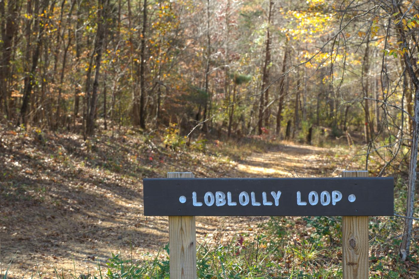 Loblolly Loop Trail in Mountain Island ESF