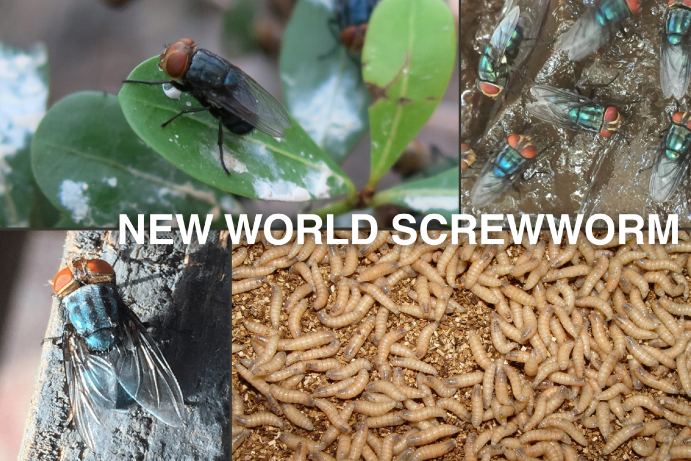 adult flies and larvae for screwworm