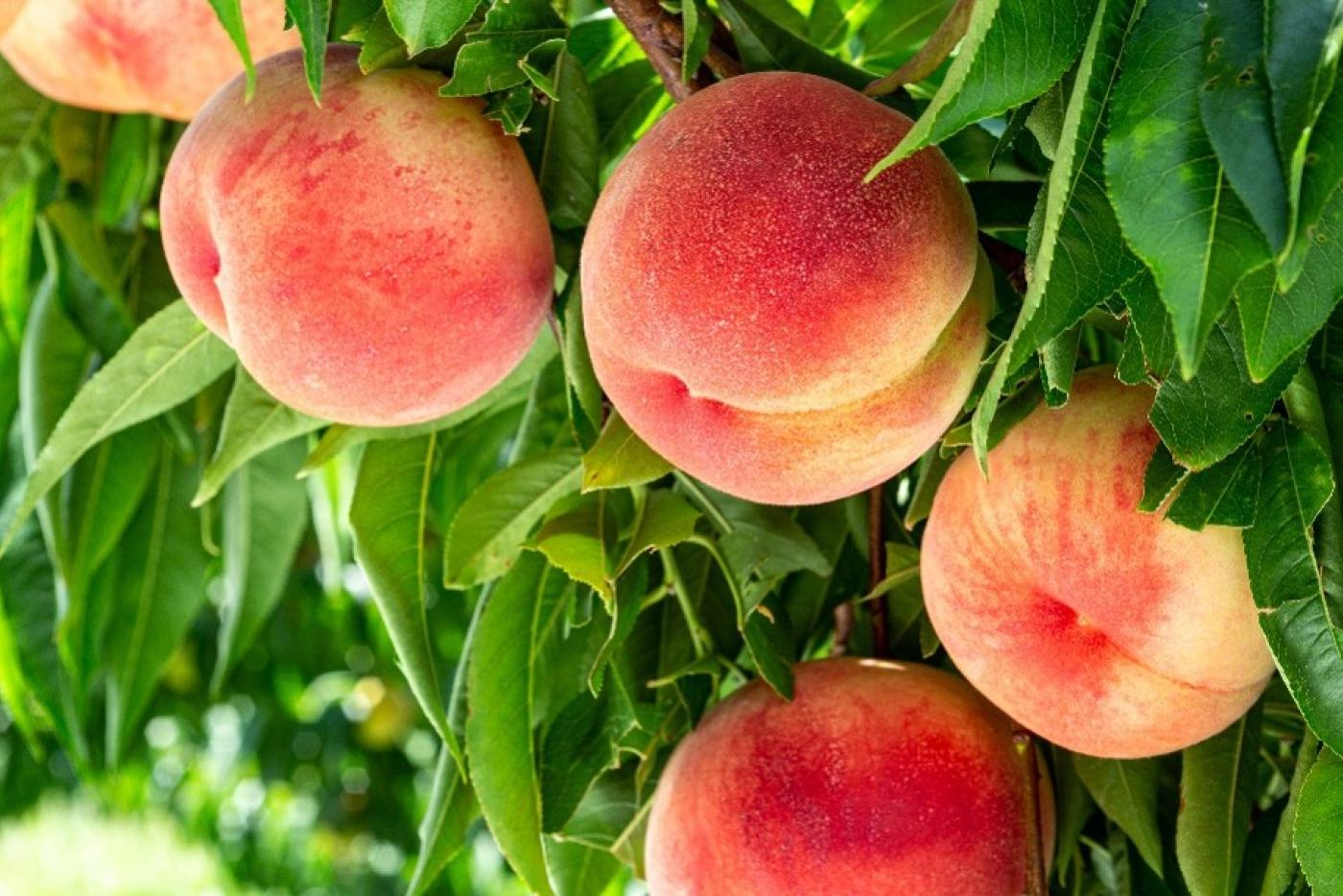 peaches hanging on trees 