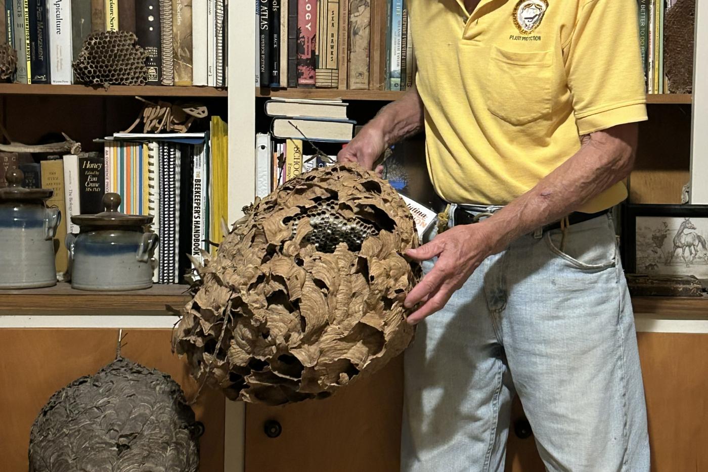 State Apiarist Don Hopkins holding a yellow legged hornet's nest beside a bald-faced hornet's nest in a chair.