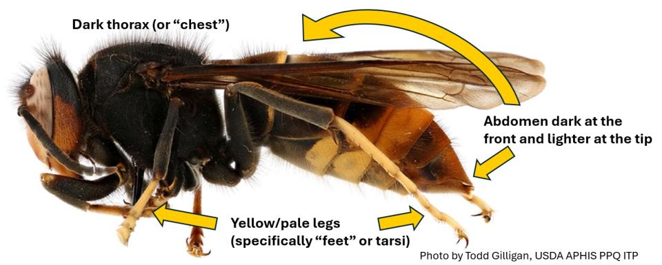 Yellow-legged hornet markings