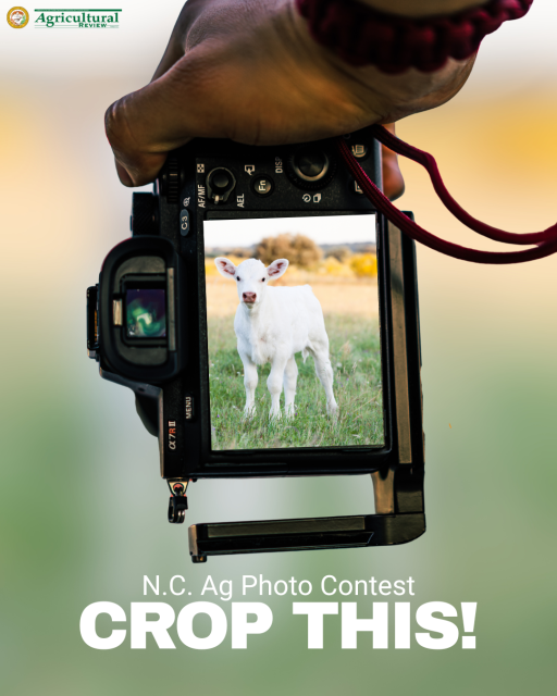 hand holding camera showing image of lamb through the viewfinder