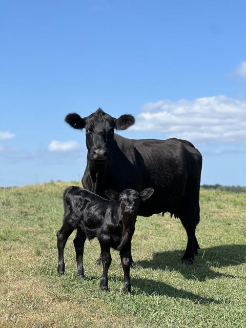 An angus bull calf pictured in a field with his mom.