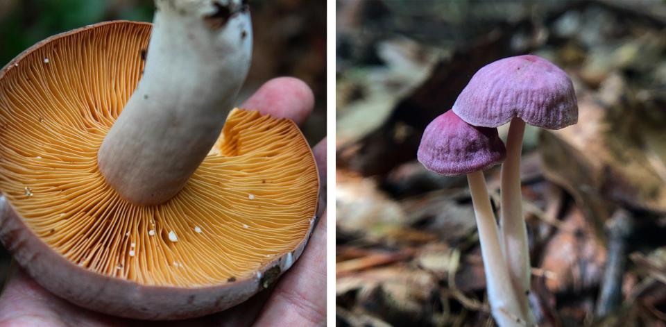 Corrugated Milkcap (Lactifluus corrugis) and Gymnopus iocephalus