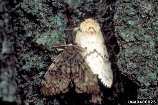 Male and Female Spongy Moth