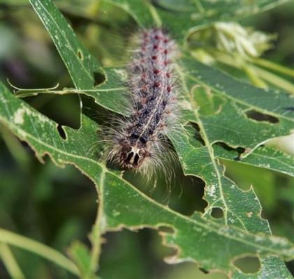 Spongy Moth Larvae Defoliation