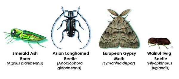 Illustration of Emerald Ash Borer, Gypsy Moth, Longhorned Beetle, and Walnut twig beetle 