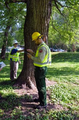 Certified arborist