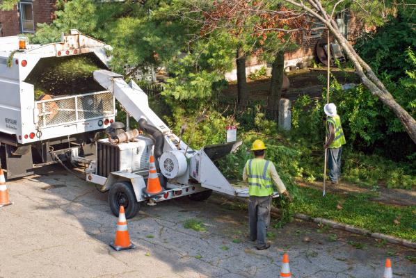 Tree service provider at work