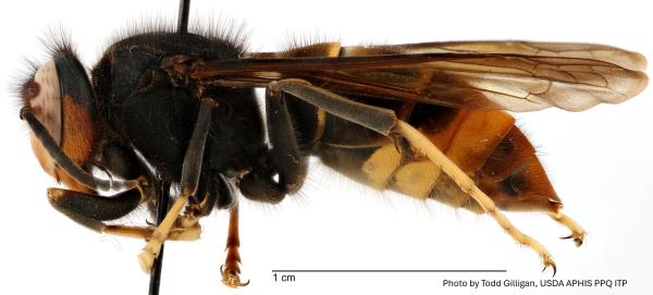 Yellow-legged hornet adult