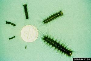 Spongy Moth Larvae Growth