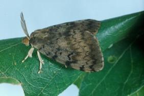 Spongy Moth male