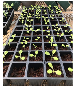 Media-filled, multi-cell flat with germinated seedlings