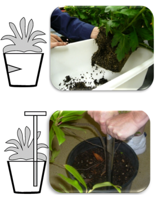 Media sample collected non-destructively