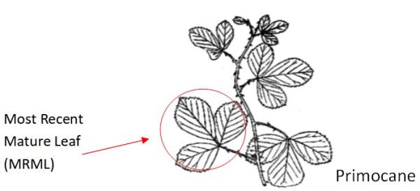 Blackberry plant with labeled plant part for sampling