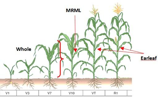 Corn plant with plant part labeled