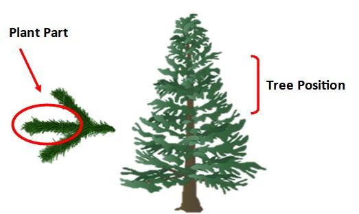 Fraser fir tree with plant part labeled