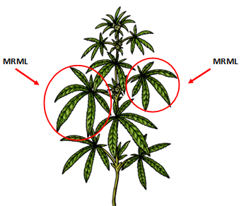 Sample most recent mature leaf