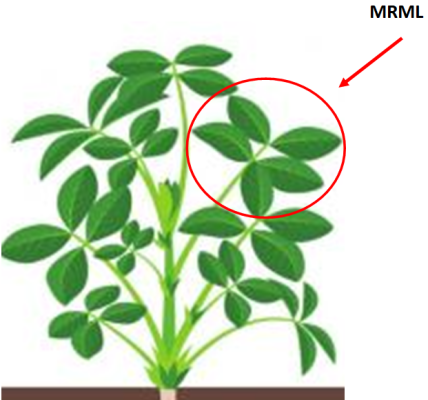 Sample most recent mature leaf