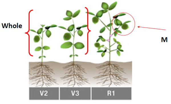 Collect the whole plant or most recent mature leaf
