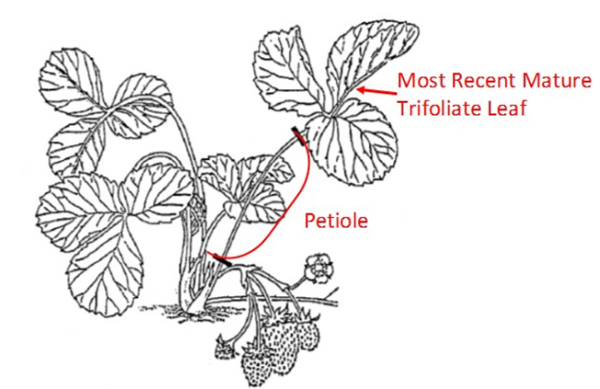 Collect both the leaves and petioles.  Separate petioles after collection.