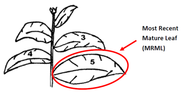 Sample mature leaf about the 5th down from the growing point