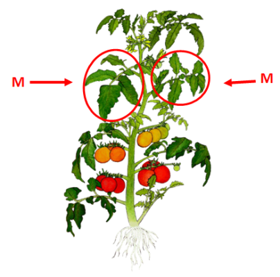 Submit the most recent mature tomato leaf