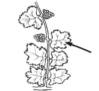 Vinifera plant with part labeled