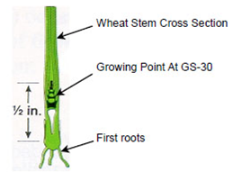 The growing point for wheat at GS-30 is 1/2 inch from the roots